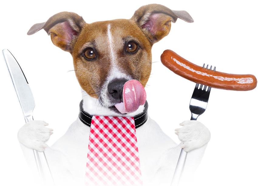 dog